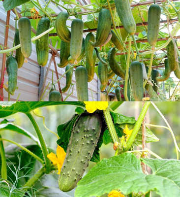 Arshiayat Hybrid Cucumber Seeds, High Yield, All Seasons Seed(130 per packet)