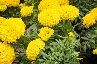 YI Saler marigold/gende ka phool flower seeds Seed(50 per packet)