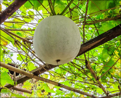 Arshiayat Ash Gourd/Chalkumra/White Gourd/Peta/Wax Gourd Seed for home Garden Seed(55 per packet)