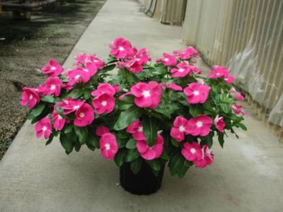 Lorvox Vinca flower all colours Seed(50 per packet)