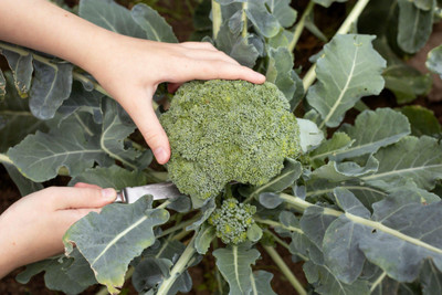 N.G.M. AGROCARE F1 Hybrid Broccoli Seeds Seed(20 per packet)