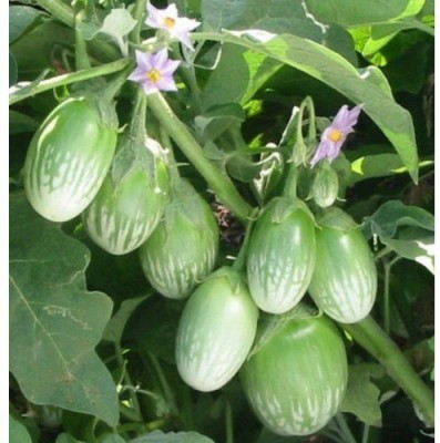 CRGO ® IARI-438-Round F1 Hybrid Brinjal Green Seeds Seed(300 per packet)