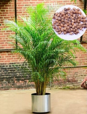 DEYS AGRO ™ areca palm seeds,plant Seed(10 per packet)