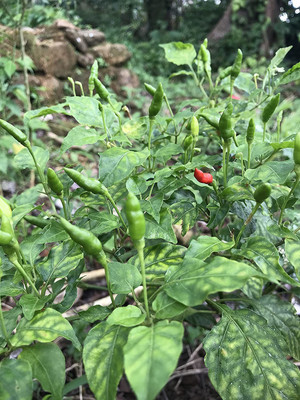 KANAYA Red Motti Chilli Seeds Seed(600 per packet)