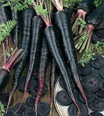 DIVINE CARROT Seed(40 per packet)