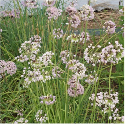 WILLVINE HAR -VIII Nodding Onion Native Wild-flower [100g] Seed(300 per packet)