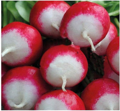 Qualtivate PUA-7A Sparkler White Tip Radish Seeds Seed(300 per packet)