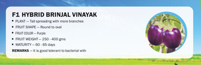 WILLVINE F1 HYBRID BRINJAL VINAYAK(2500 Seeds) Seed(2500 per packet)