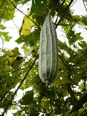 VibeX RIDGE GOURD SEEDS/JHINGA/TURAI[250 Gms, 1250 Seeds] Seed(1250 per packet)