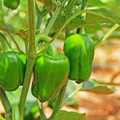 VASUDHA Organic Green Capsicum Seed(1000 per packet)