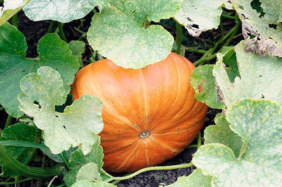 Kodali Hybrid F1 Pumpkin Seed Pack Of 57 Seed(57 per packet)