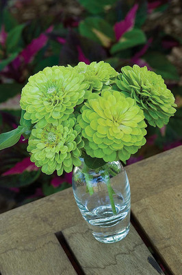 CYBEXIS Imported Envy Zinnia Seeds Seed(25 per packet)