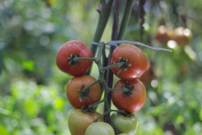 greenglory tomato Seed(55 per packet)