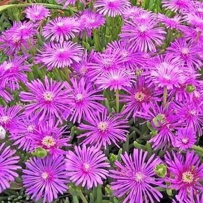 CYBEXIS Ice Plant Table Mountain (Delosperma Cooperi) Seed(50 per packet)