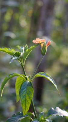 Natural World kanakambaram-firecracker-crossandra Seed(100 per packet)