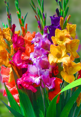 Seedsilk Gladiolus Multicolor Flower Bulbs Seed(5 per packet)