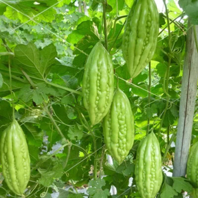 ACMS Round Bitter Gourd AS-31 Bitter Melon Seeds Asian Gourd Vegetable Seed(20 per packet)