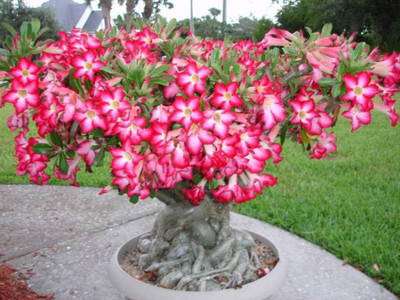 Qualtivate PUAS-98 Single Layer Flower Adenium Obesum Seed(30 per packet)