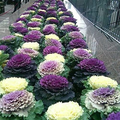 Aywal Imported Ornamental Kale Flower Seed(110 per packet)