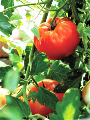 Qualtivate PUA-3A Rutgers Tomato Seed(300 per packet)