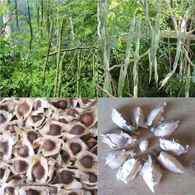 Aywal Moringa Seeds / Long Size Drumstick Seed(100 per packet)