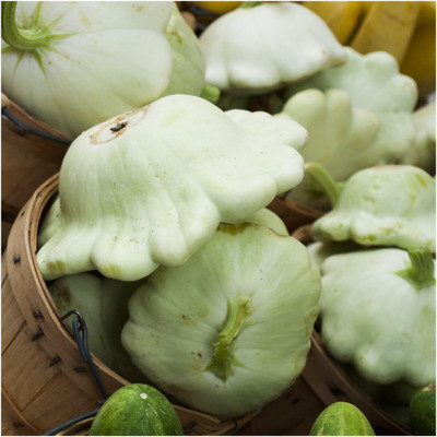 Qualtivate PUAS-8A Early White Scallop Summer Squash Seed(30 per packet)