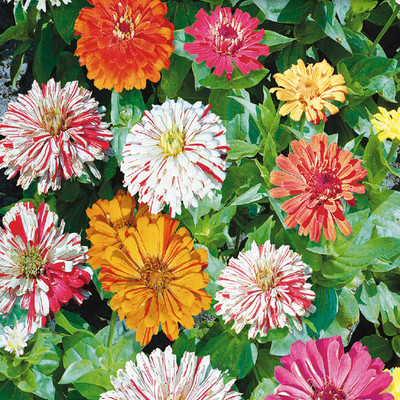 LIFELEX Zinnia / Jinniya / Sinniya - Double Mixed Flower Seed(28 per packet)