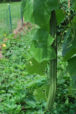 CYBEXIS ATS-50 - Angled Gourd/Ridge Gourd - (900 Seeds) Seed(900 per packet)