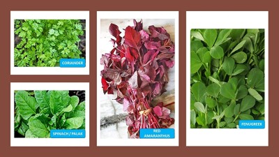 CHILLATAI Best Collection of 4 Variety Combo Leaf Vegetable Pack Seed(7000 per packet)