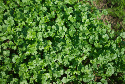 CEZIUS (Dhaniya Beej) for Sowing Purpose Green leafy herb coriander-b5D Seed(190 per packet)