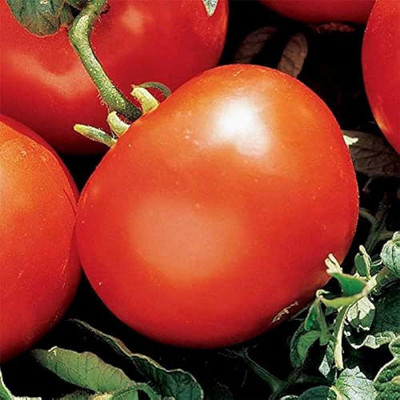 ibains Small tomato seeds Seed(95 per packet)