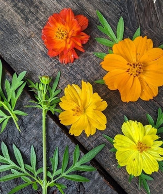 Quentova Cosmos Flower-3E-PALLAV Seed(50 per packet)