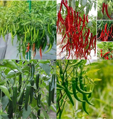 ibains Chilli seeds hybrid bij 76 Seed(76 per packet)