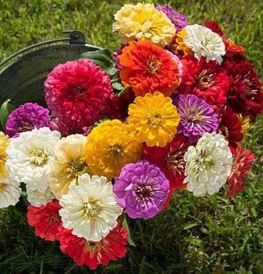 BDSresolve zinnia plant seeds/zinnia seeds 16 Seed(16 per packet)