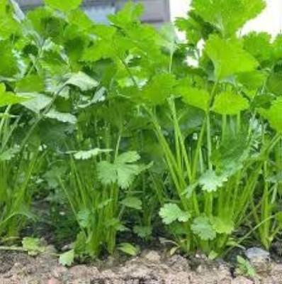 AMAJIT F1 Coriander, Dhaniya Planting Seed Seed(60 per packet)