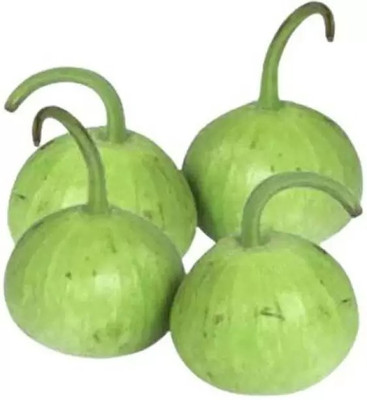 MAA Bottle Gourd round, Kaddu, Lauki Seed(100 per packet)