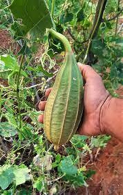 Paudhaa F1 best quality RIDGE GOURD Seed(10 per packet)