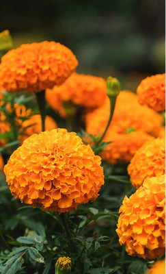 Qualtivate HUA-601 Mixed Marigold Seeds Seed(500 per packet)