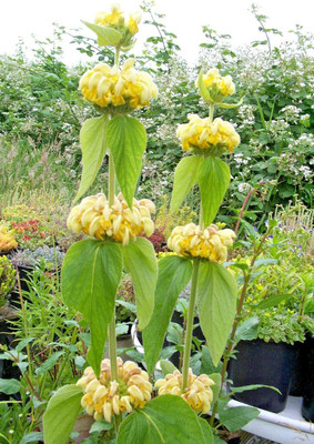 Qualtivate ICRA-1A JERUSALUEM SAGE Seeds Seed(100 per packet)