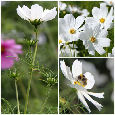 CYBEXIS F1 hybrid Cosmos 'Purity' Seeds. Purity Cosmos Seed(50 per packet)
