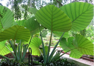 KANAYA Taro Root/Arbi Bulbs Seed(4 per packet)