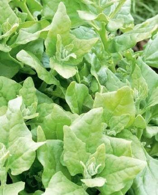 KNESSiN Spinach New Zealand Seed(1250 per packet)