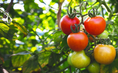 Vietrian tomato Seed(130 per packet)