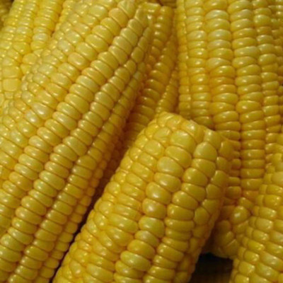 CYBEXIS Sweet Yellow Corn Seeds1000 Seeds Seed(1000 per packet)