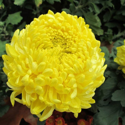 CYBEXIS Attractive Natural Yellow Chrysanthemum Seeds Seed(1 g)