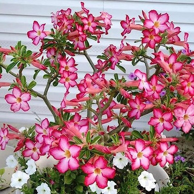 DIVINE ADENIUM Seed(90 per packet)