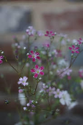 XOLDA Exotic gypsophila Seed(41 per packet)