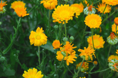 Alkarty marigold/gende ka phool flower seeds Seed(50 per packet)
