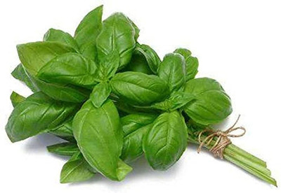 CYBEXIS Basil Seeds Heirloom Vegetable Seed1000 Seeds Seed(1000 per packet)