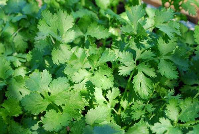 ZIXA Coriander Dhaniya Seed(2000 per packet)